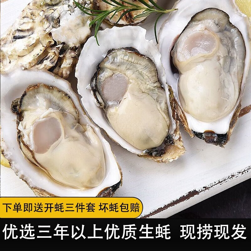 峰贝【活鲜】山东生蚝 鲜活牡蛎海蛎子 刺身现捕现发海鲜水产贝类