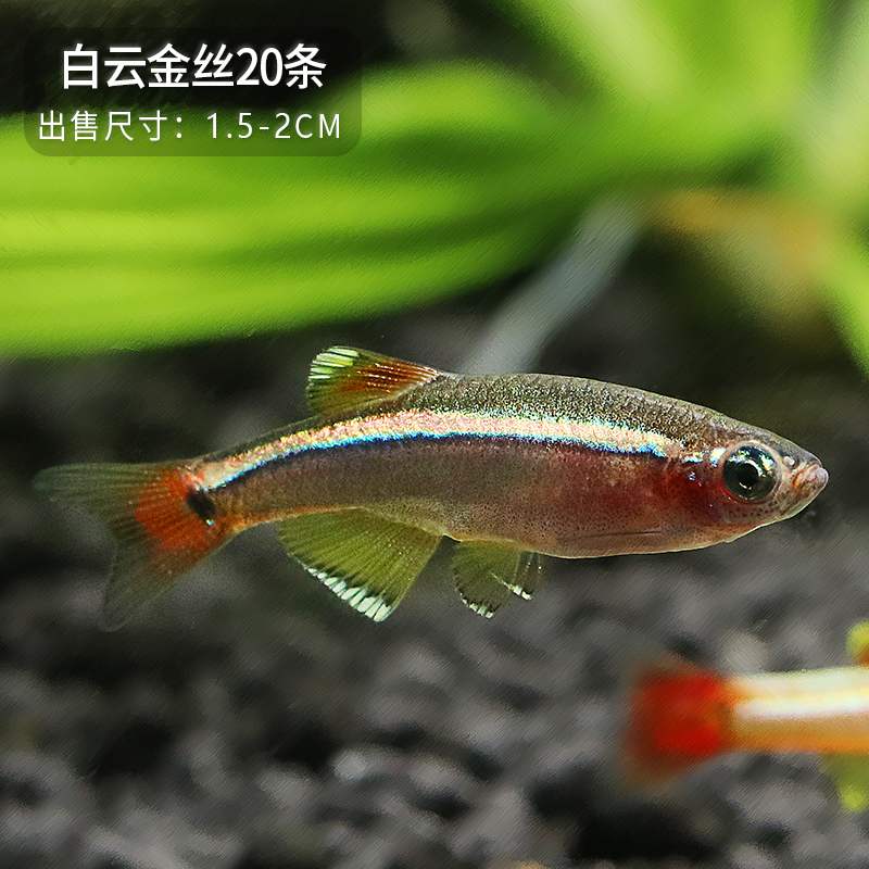 冷水鱼大帆红尾灯科鱼小型鱼原生鱼金鱼新手群游观赏鱼金丝 白云金丝