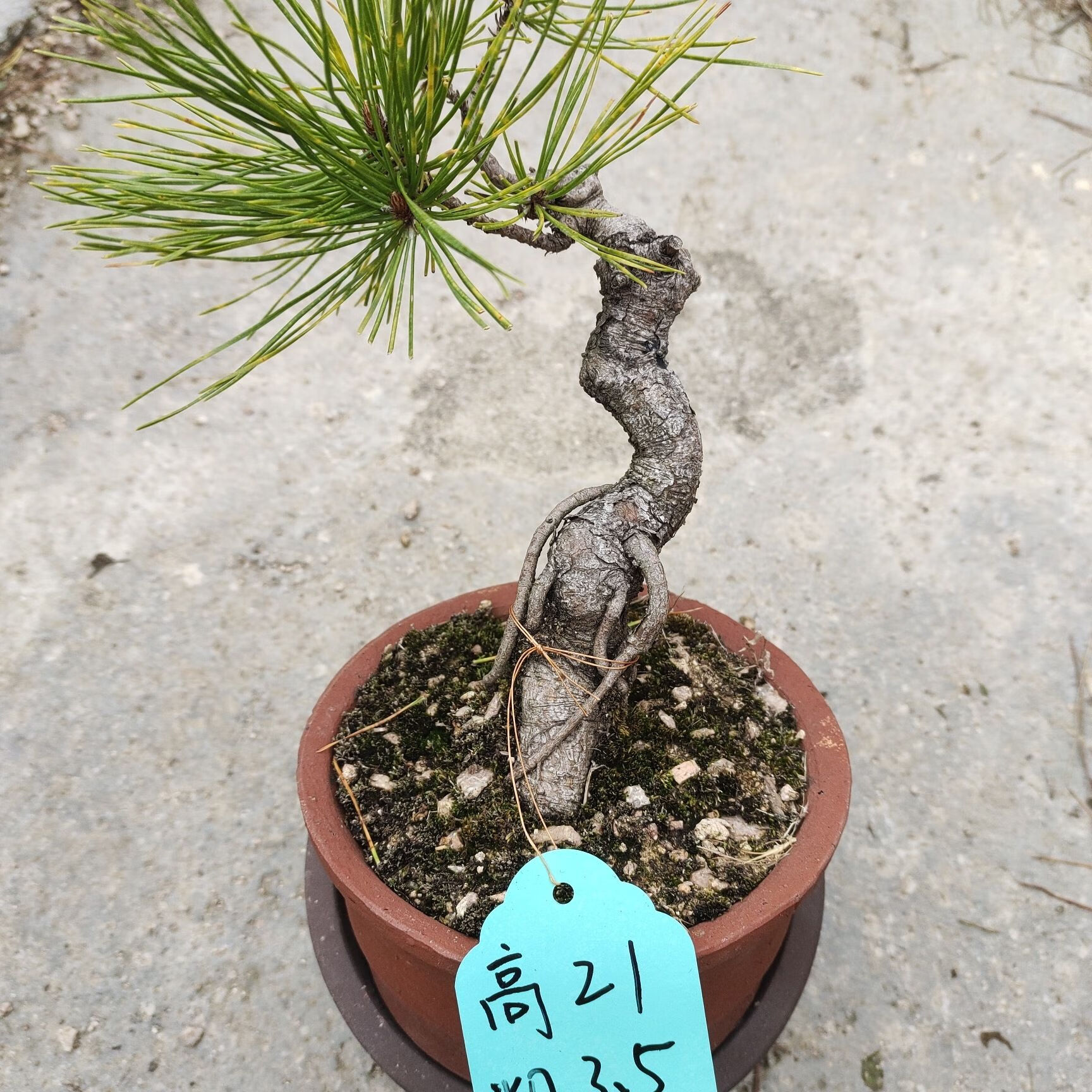 山头林村新款黄山松,盆景素材,三年老盆口,童子功,小老松,多种规格,放