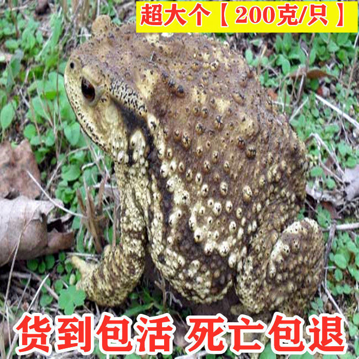 【3月25号后发货】药材 活癞蛤蟆 活蟾蜍  癞蛤蟆 癞蛤蟆活 蟾蜍活体