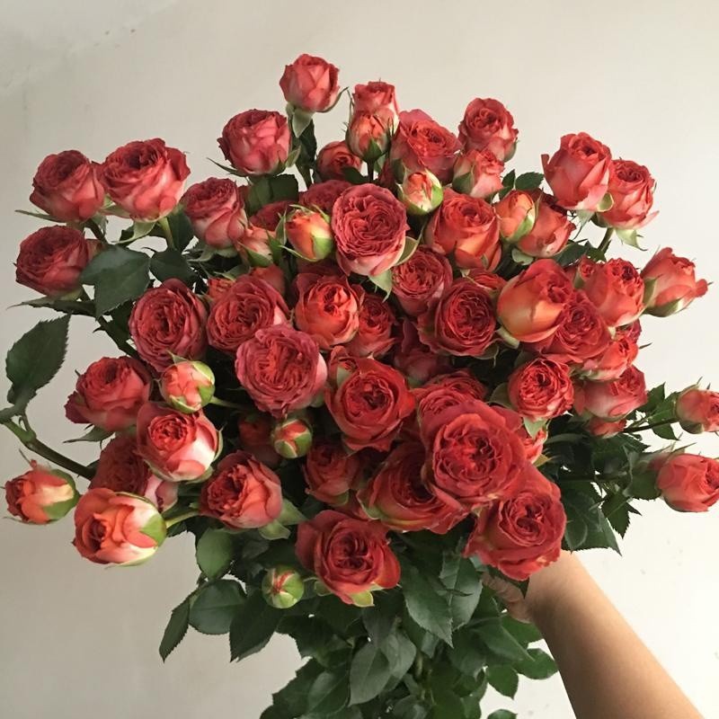 花仙知 月季花大苗克劳德莫奈大花浓香条纹盆栽欧月玫