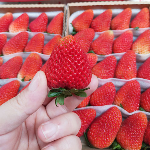 【精选果蔬】现摘草莓新鲜牛奶草莓甜草莓大草莓 3斤中果家庭实惠【带箱2.5-3斤】