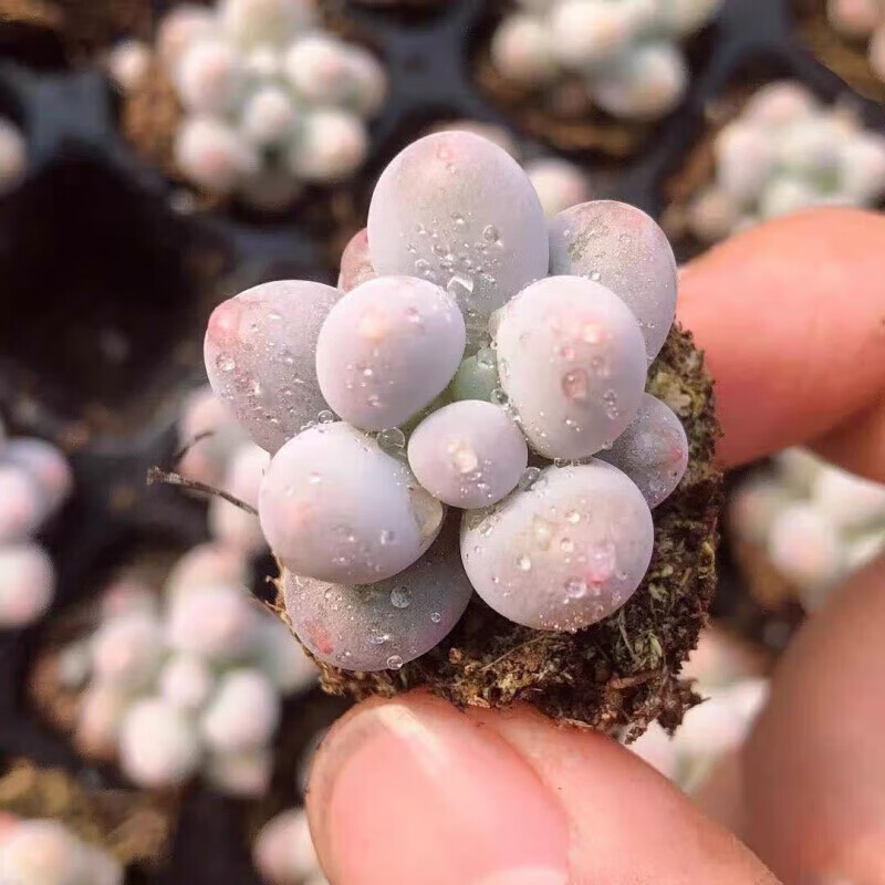 轩林美多肉 多肉植物 多肉汤圆超萌贵货2厘米左右可爱多肉 【1颗】萌