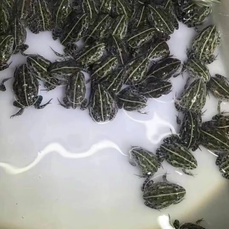 朵芮蜜牛蛙 牛箱头蛙招财蛙非牛巨型蝌蚪爬宠活物 非洲牛蛙2-3cm 【1