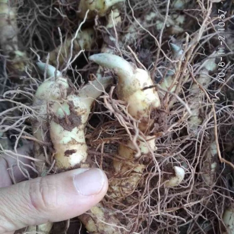 文静花坊  玉竹苗  大玉竹种苗种子又叫尾参 玉参  属于黄精属玉竹 材
