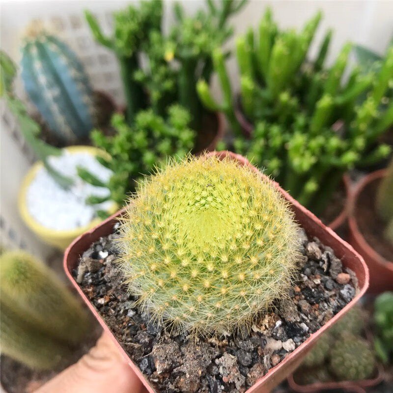 黄雪光仙人球开花多肉植物 实生易养美观辐射室内软萌可爱盆栽 黄雪光