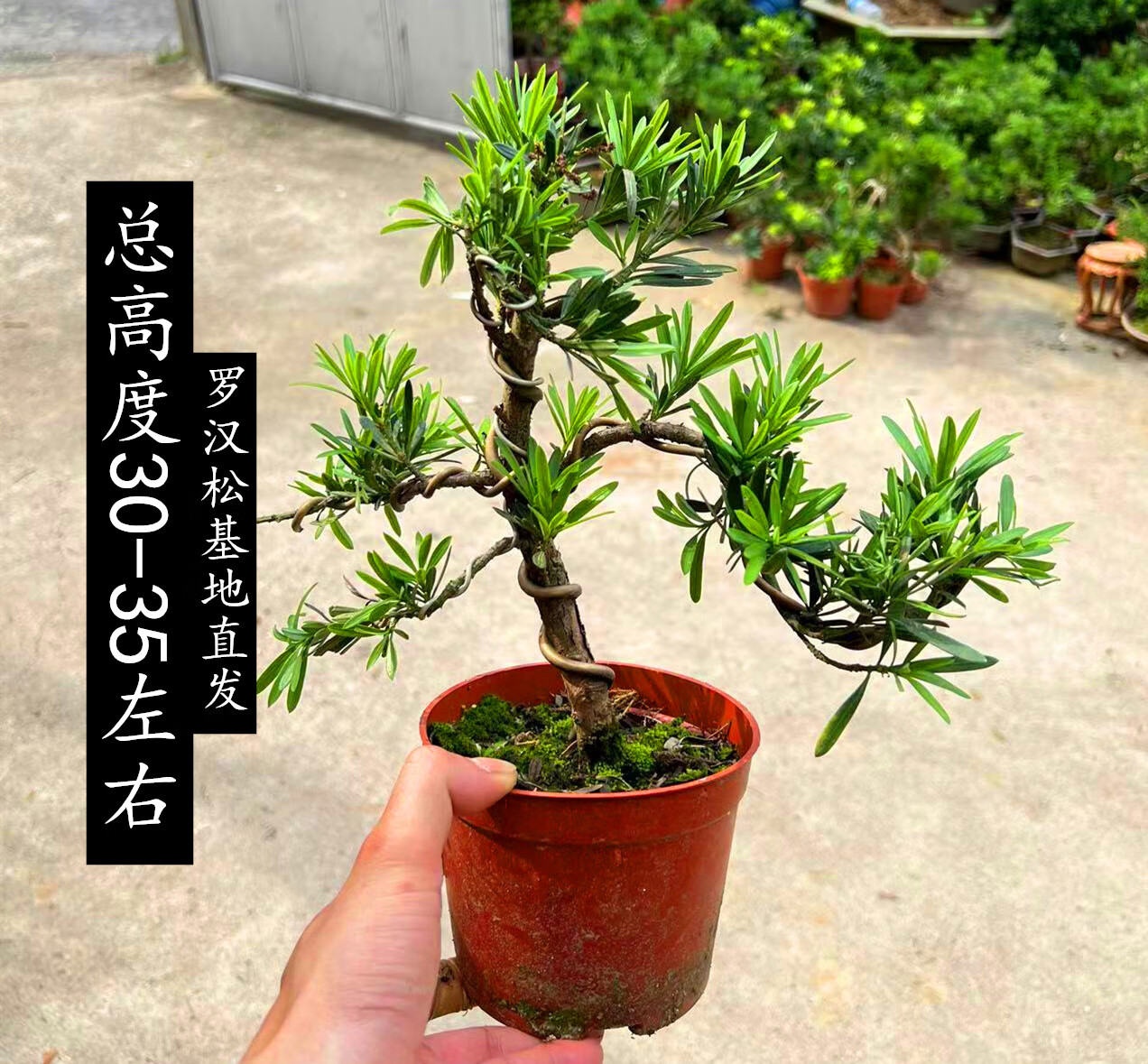 刘不丁罗汉松老桩大型盆景造型树迎客松室内盆栽绿植雀舌罗汉松球形