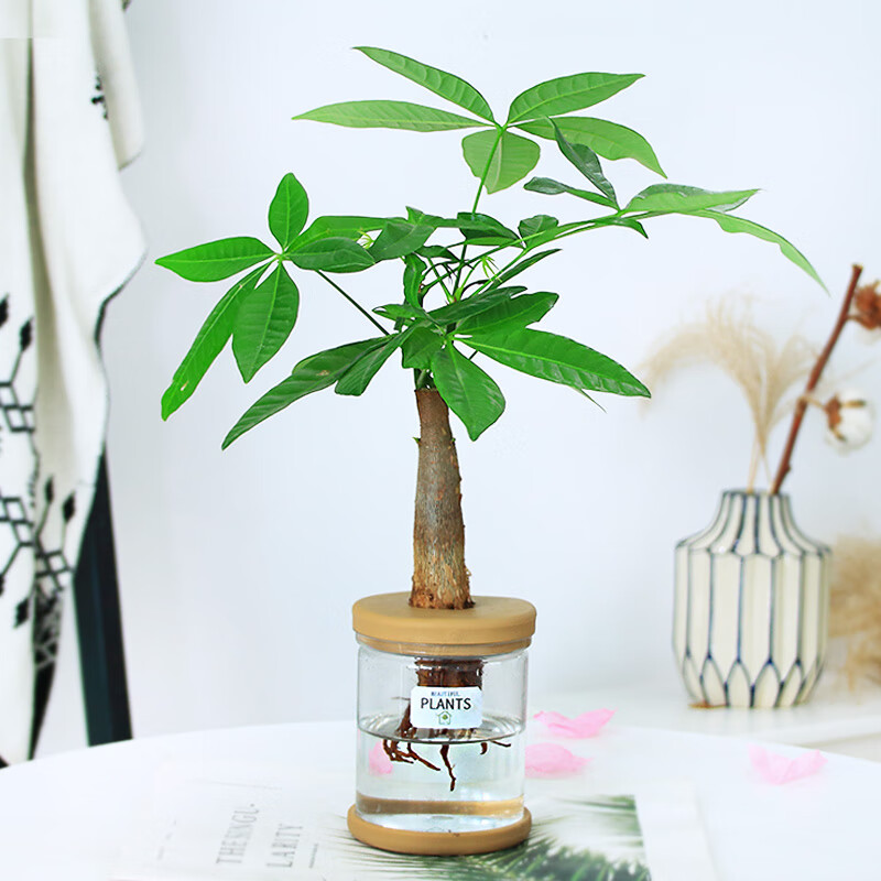 v)办公室水培养生植物绿植室内盆栽好养活富贵竹九里香小盆栽 发财树