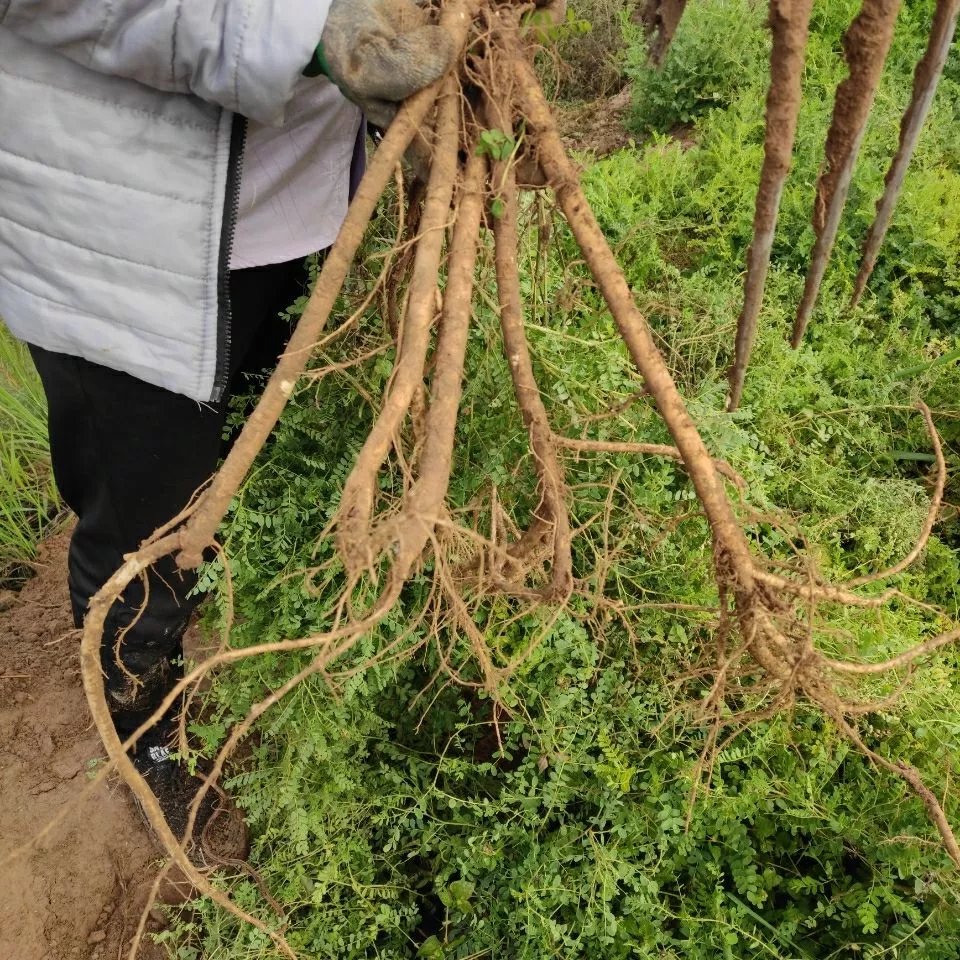 甘肃岷县原产地新鲜现挖鲜黄芪湿黄芪1件 250克