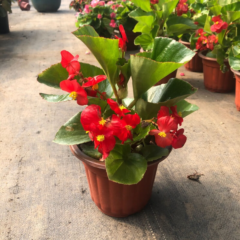 茸麦四季海棠花卉盆栽玻璃海棠庭院阳台耐寒耐热花期长带花发货 四季