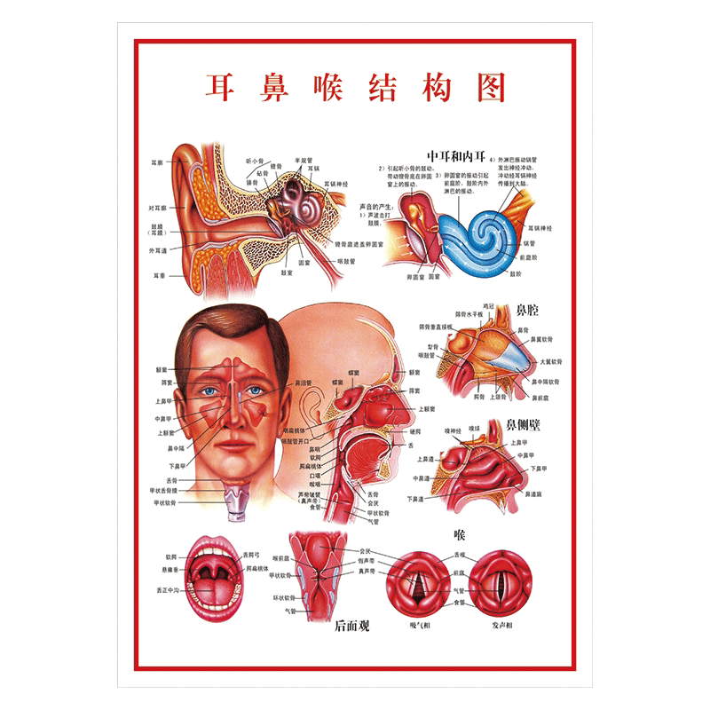 眼球结构图示意图宣传画挂图耳鼻喉人体骨和全身骨骼解剖图墙贴纸wst
