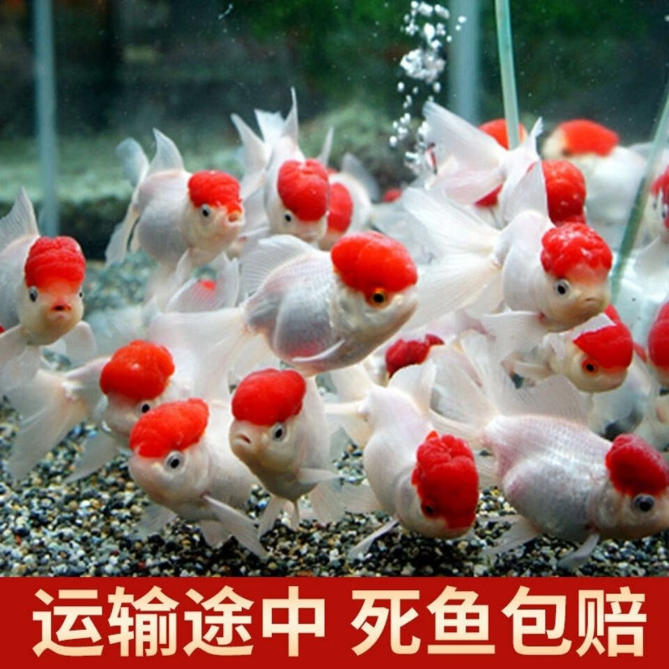观赏鱼活好养耐活红头金鱼小型淡水鱼冷水鱼 鸿运当头5-8厘米2条