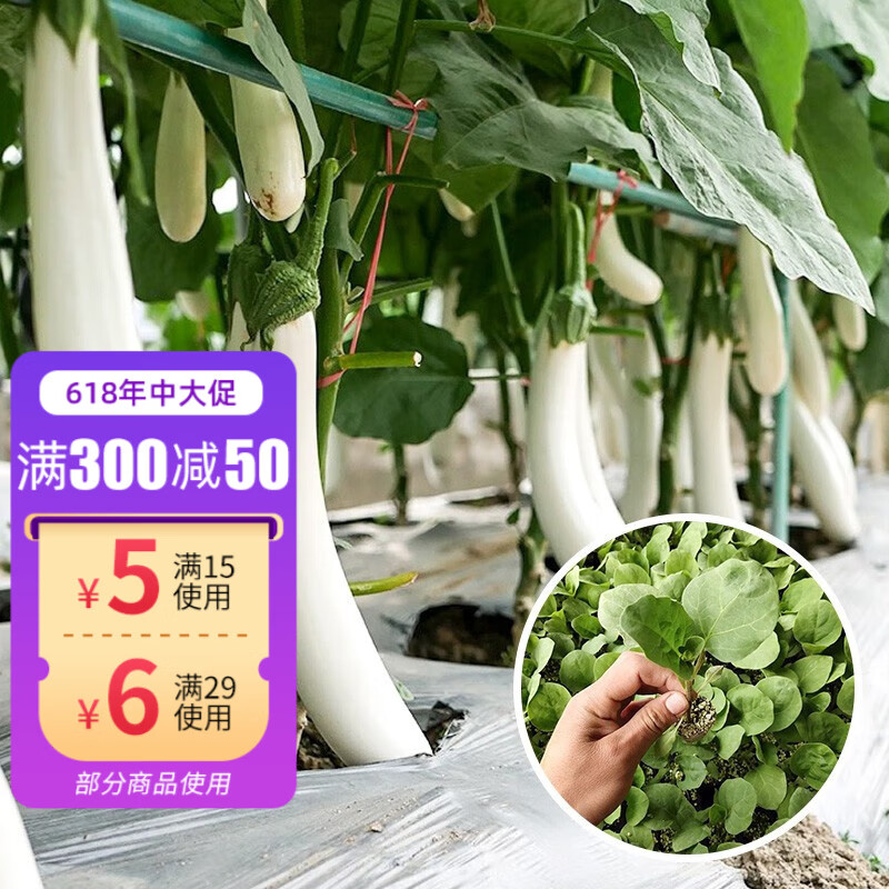 神禾 白茄子种子苗种苗鸡蛋茄春季秧苗蔬菜苗阳台盆栽寿光 白长茄苗 6