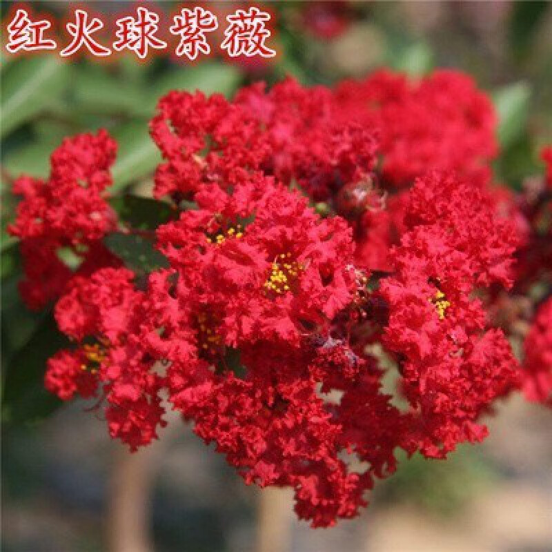 南啵丸丛生紫薇树苗庭院种植大型紫薇花盆栽美国红火箭绿化风景树苗