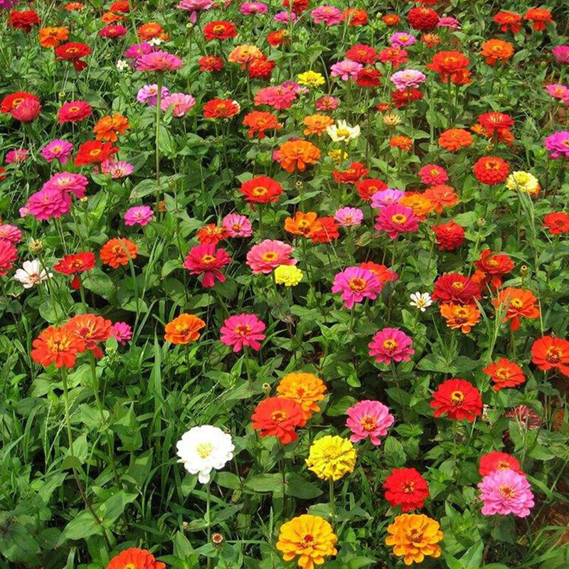 花乡邻里百日草种子混色花种子四季开花室外花卉种易种易活庭院花乡