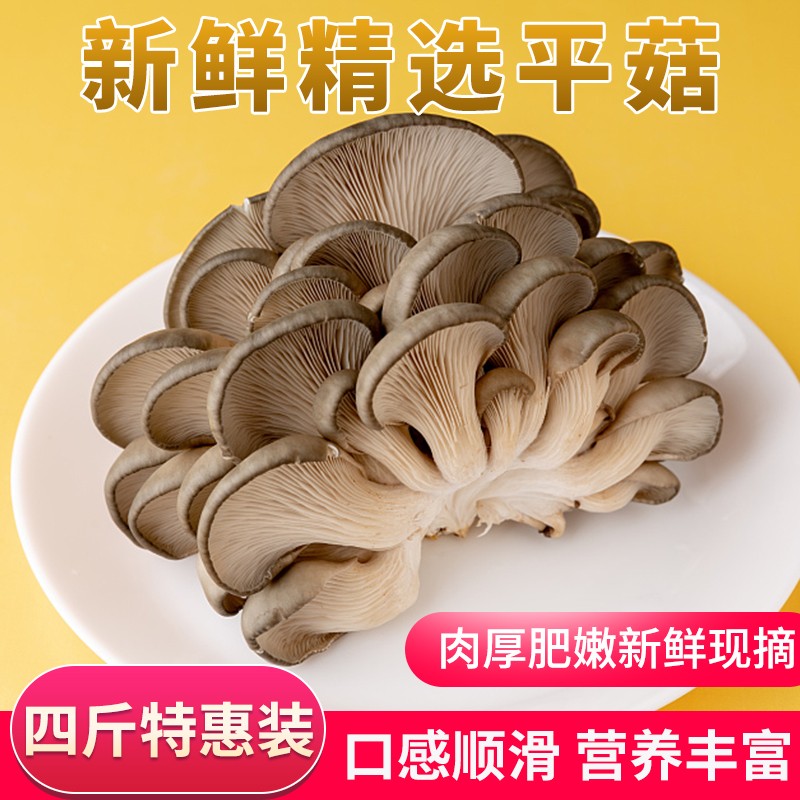 宏强平菇黑蘑菇灰菇肉厚蚝菇农家种植现摘现发食用菌新鲜当季蔬菜 四