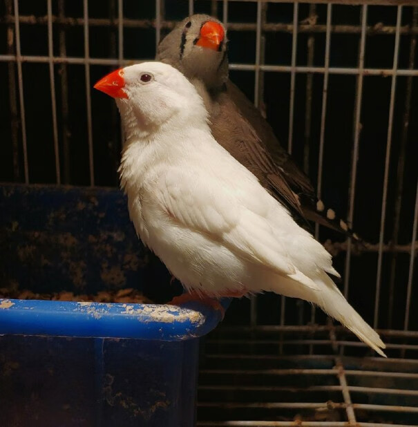 白珍珠鸟1只(公母备注)