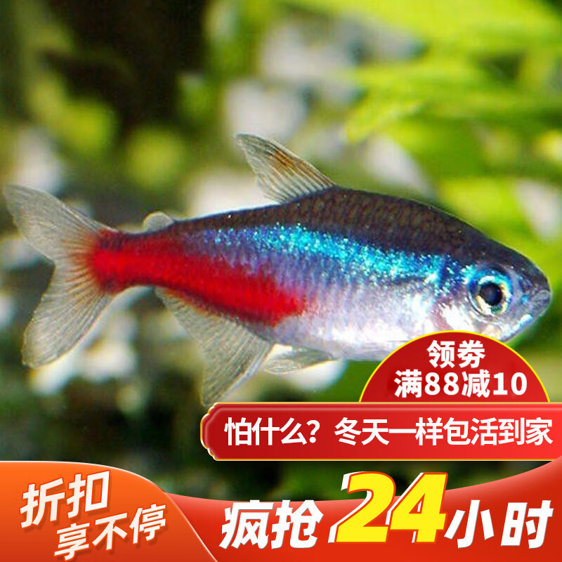 云峰海瑞 热带鱼 观赏鱼灯科鱼 观赏鱼小型淡水鱼草缸群游 热带鱼活体 红绿灯鱼20条怎么样,好用不?