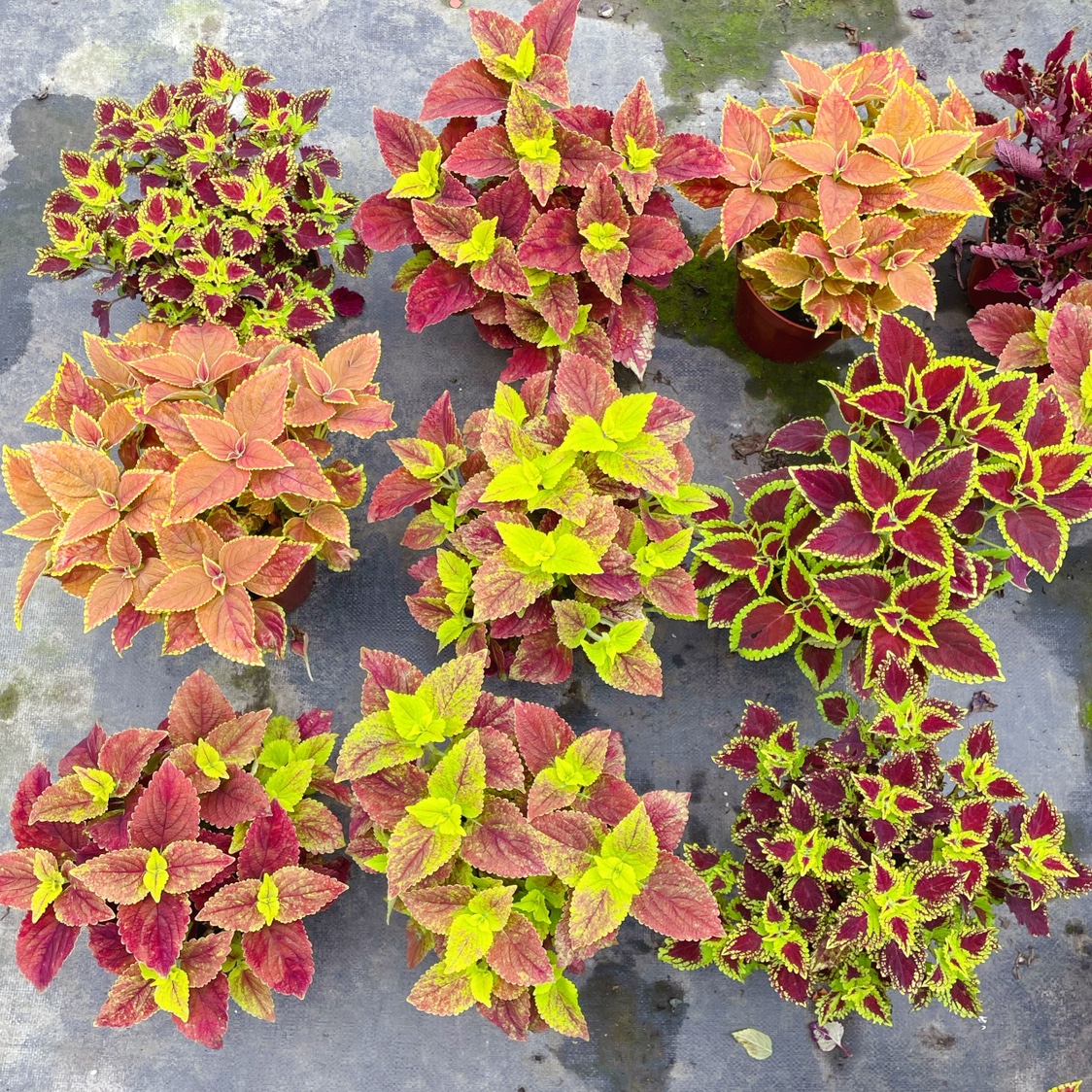 七抒耐40度高温彩叶草盆栽大苗耐高温晒不死耐热观叶植物 花园地栽 一