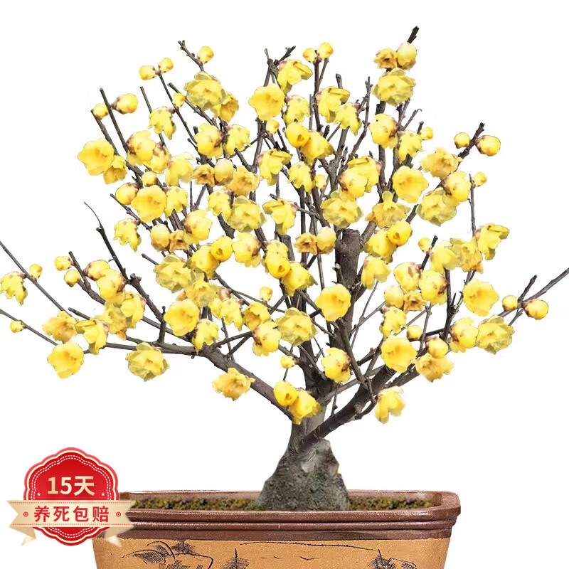 泰西丝 梅花盆栽红梅腊梅盆景树苗花卉植物室内阳台庭院 腊梅地径约
