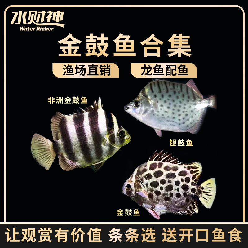 聪腾非洲金鼓鱼金钱鱼汽水鱼海水鱼淡化品种热带观赏鱼 非洲金鼓6-7cm