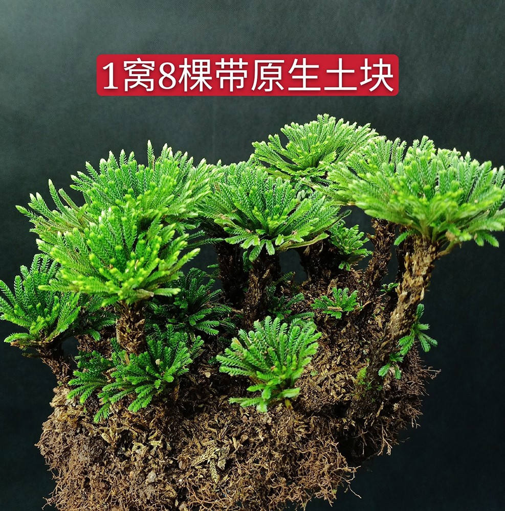 卉双卷柏九死还魂草盆景假山吸水石造景绿植物花卉好养室内小盆栽t08