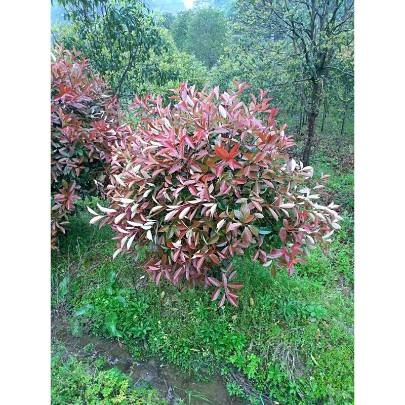 红叶石楠球冠幅50公分 10cm(含)-19cm(含)