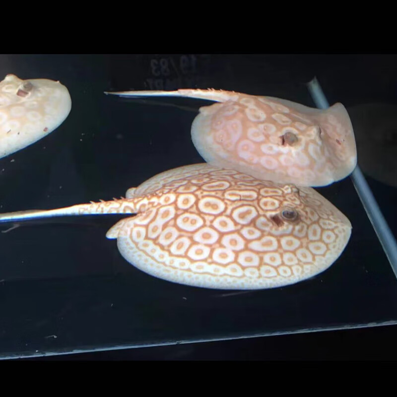 活体米克斯缸鱼黑帝珍珠鱼底层观赏鱼龙鱼配鱼热带鱼 赤瞳白子魟鱼 17