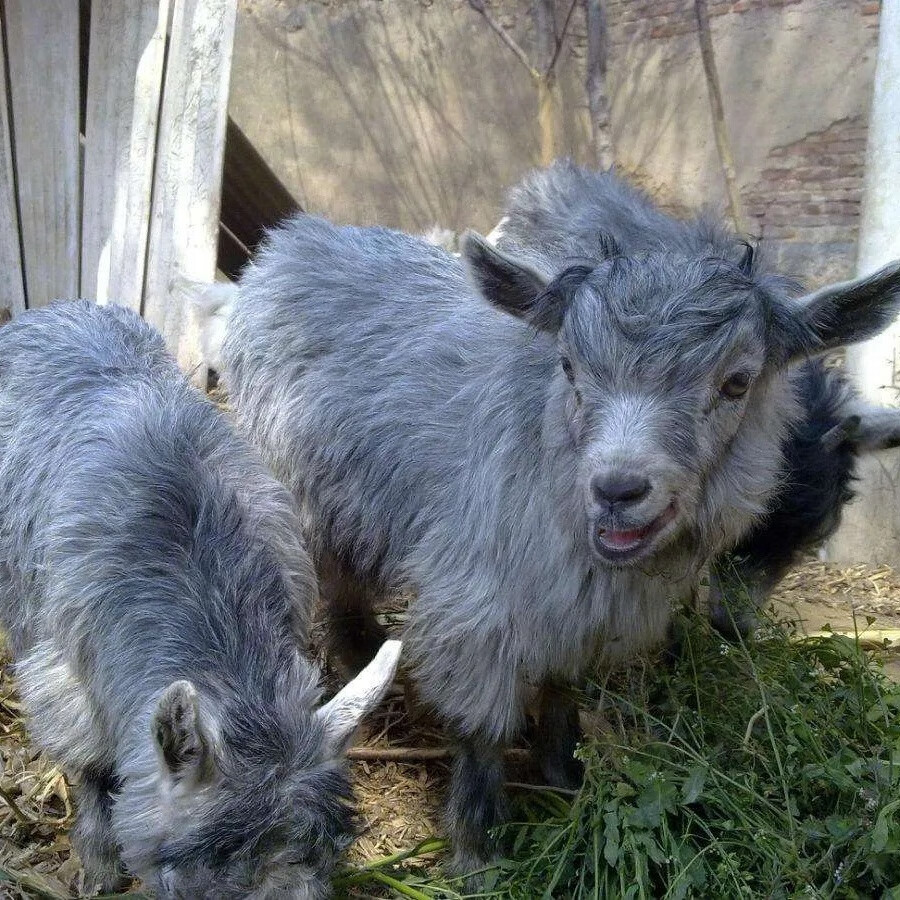 纯种青山羊活羊怀孕母羊高产羊羔