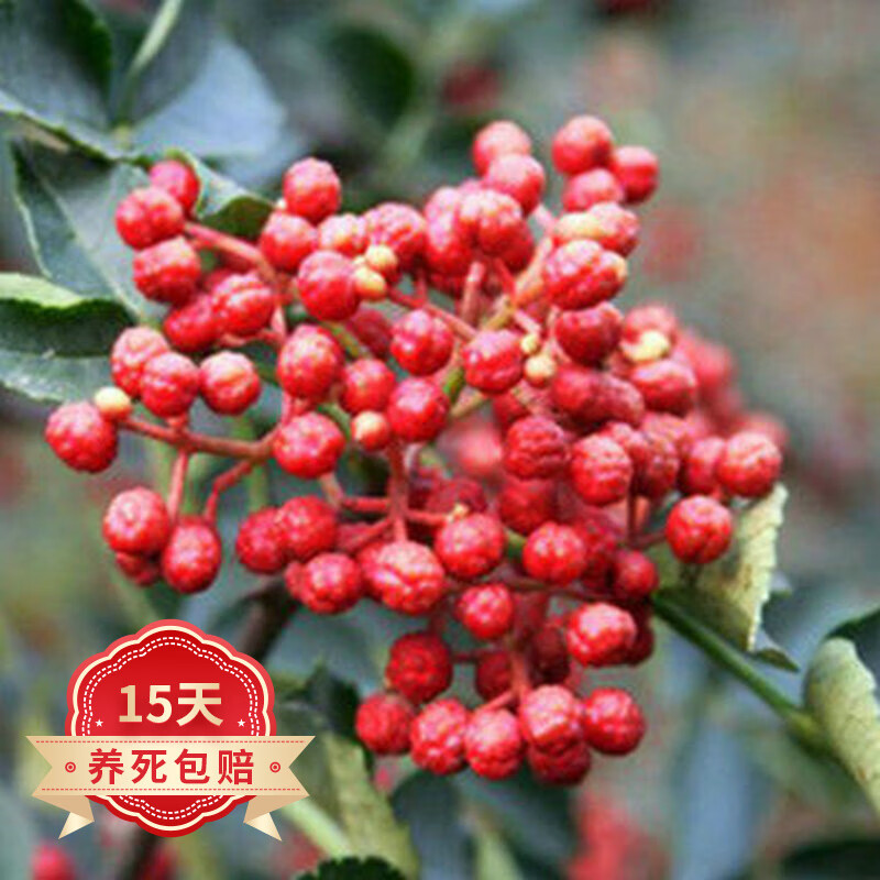 苗木商品历史价格查询入口|苗木价格历史