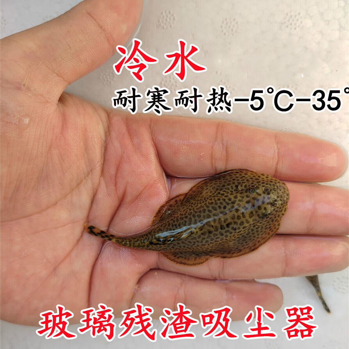 工具鱼清洁鱼 原生鱼琵琶鱼吃垃圾擦玻璃皮实好养 正宗贵州爬岩鳅2条