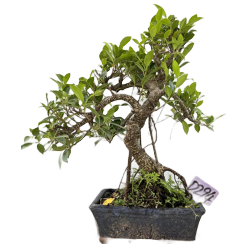 御春閣臺灣榕樹盆景老樁植物室內(nèi)辦公室綠植四季常青禪意桌面小盆栽 榕70-80厘米高原盆原土