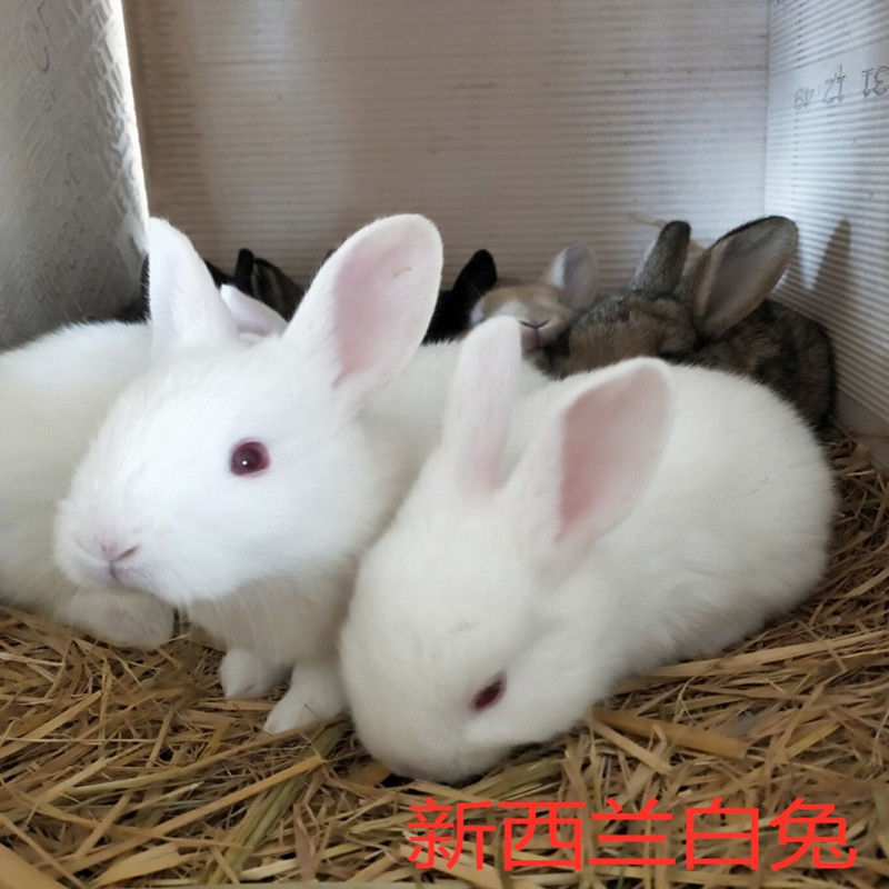 兔子兔子活物小兔子小白兔小花兔比利时新西兰肉兔可繁殖可长15斤朴彩