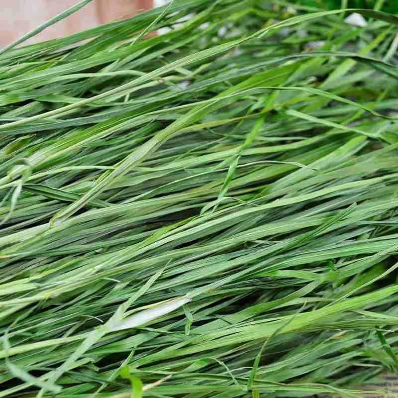 秋颖*22年紫花苜蓿草干草幼兔宠物兔子龙猫荷兰猪牧草饲料苜宿草 烘干