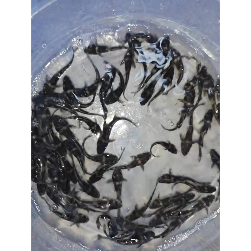 工匠头鱼苗两须钳鱼江团淡水养殖活体食用鲶鱼苗好养小回鱼苗 江团5条