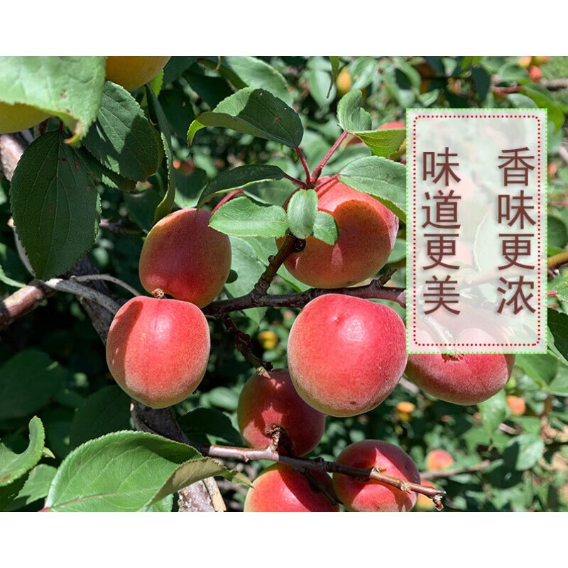 虎钢馋云南大理胭脂梅红梅新鲜现摘现发泡梅子酒酵素产自洱源2500