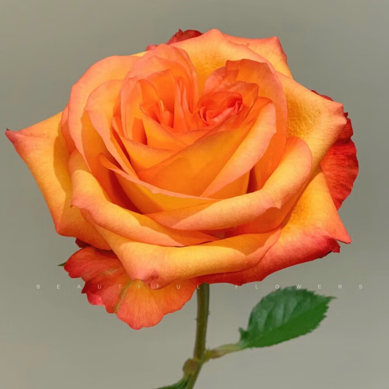 【金辉切花】月季盆栽庭院玫瑰大花月季浓香欧月阳台四季开花 基地发