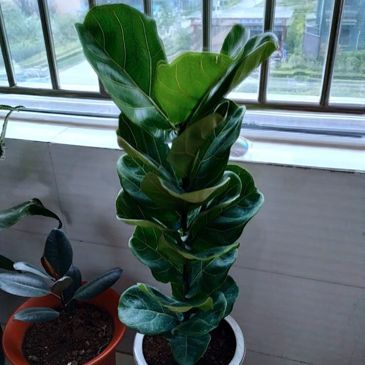 空气室内摆设防辐射四季长青好养麦桑荷 多叉琴叶榕高50-60厘米左右