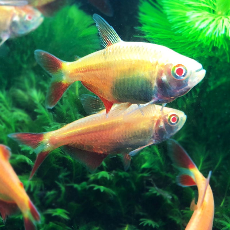 aipharow热带鱼热带观赏鱼红十字鱼红十字美人鱼红天使鱼红色天使鱼