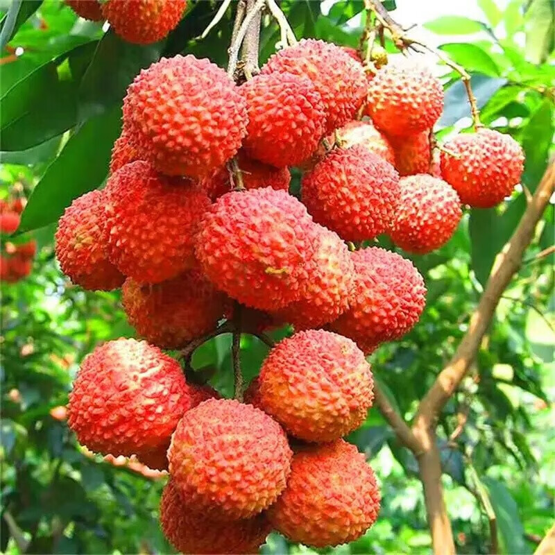 驰振2026新鲜荔枝海南桂花香荔枝现摘老树果当季水果端午送礼盒装 3斤净重约2.5斤(单果15-20g)【恒温箱+冰】