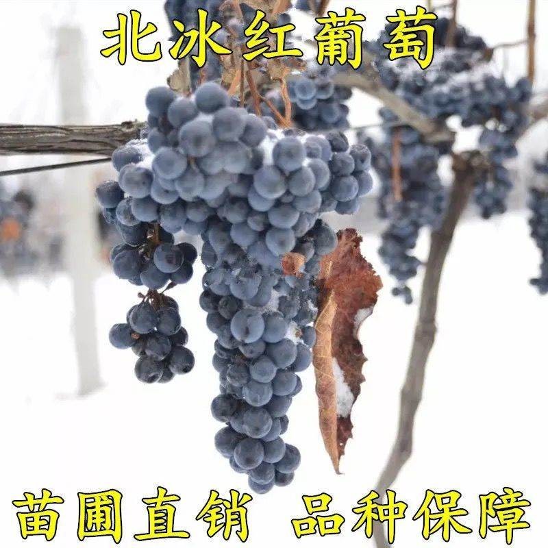 欲静冬葡萄苗 北冰红葡萄苗 双红葡萄 耐寒葡萄果苗冬天不用埋不下架