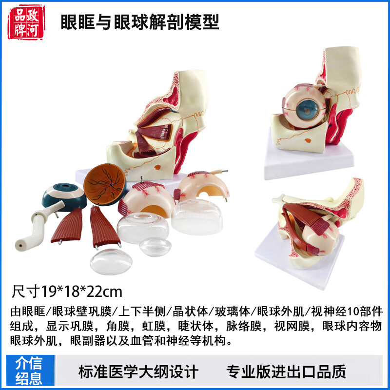 眼球模型人体  高端版解剖眼睛解剖结构五官眼科 眼球与眼眶放大模型
