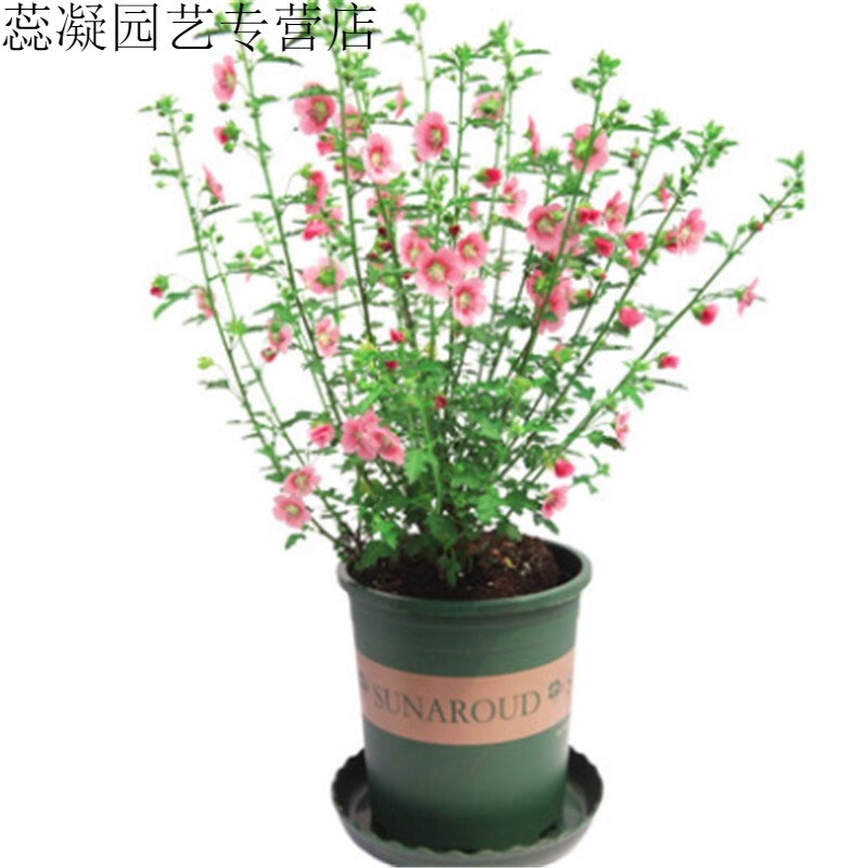 小木槿棒棒糖盆栽花苗多年生灌木阳台庭院四季开花盆栽 庭院大型木槿