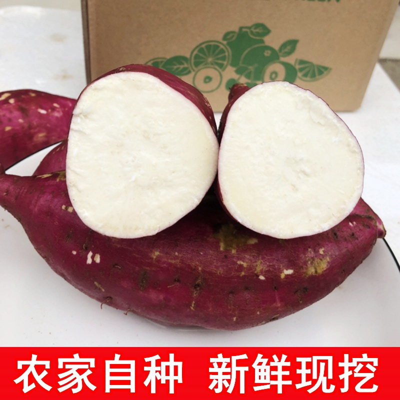 白心板栗红薯新鲜农家自种老品种地瓜粉白薯番薯现挖 精选 9-10斤