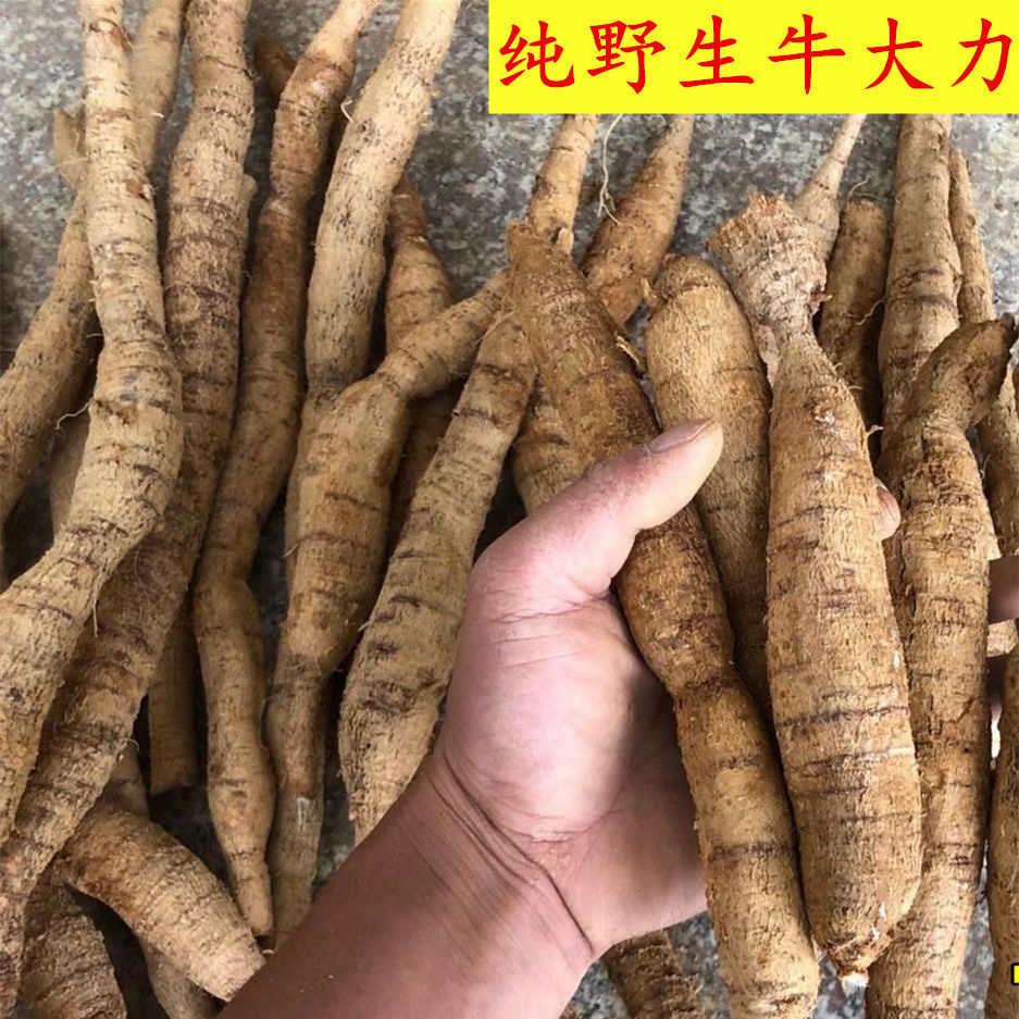 纯野生牛大力广西小叶牛泡酒煲汤泡酒牛大力根新鲜现挖中药材 1斤黄牛