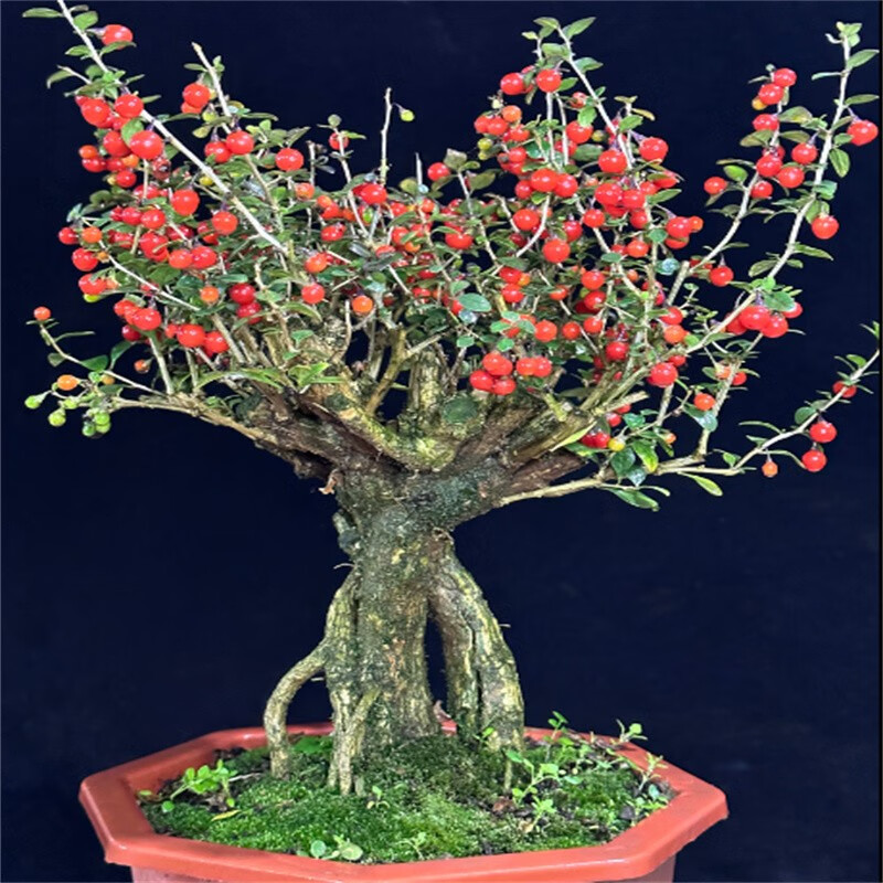农民老史枸杞树树桩盆景老桩微型枸杞盆栽苗室内观赏植物当年结果 20