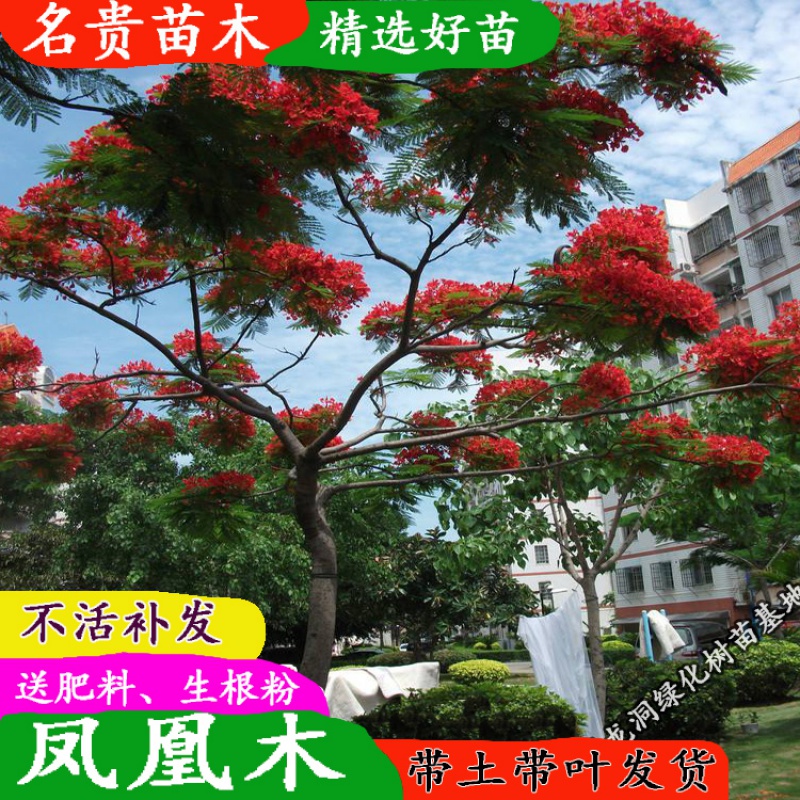 凤凰树红花楹小苗夏季开花凤凰木树苗庭院绿化苗树风景树盆栽 凤凰木