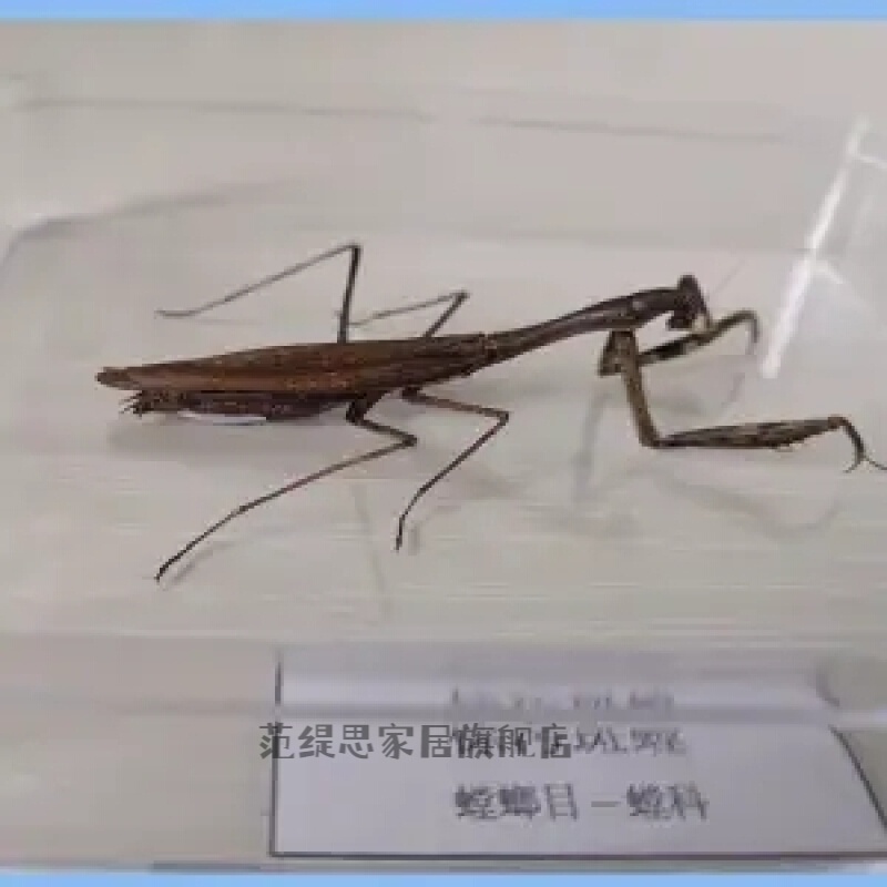 萦娪昆虫标本昆虫标本真虫 独立盒包装 学校幼儿园教学生物. 螳螂
