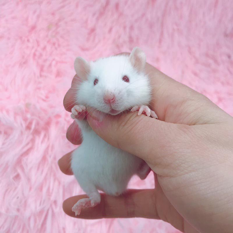 double yellow花枝鼠活体幼崽家养温顺高智商小型宠物