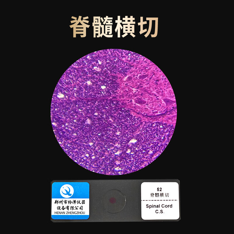 骨髓横切装片生物装片切片涂片小学初中高中生物科学实验切片显微镜